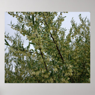 Poster Fleurs blanches crémeuses sur un buisson après la