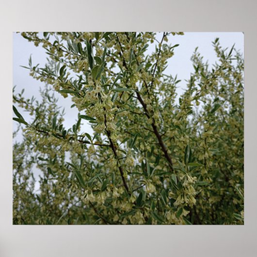 Poster Fleurs blanches crémeuses sur un buisson après la  (Devant)