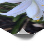 Poster Fleurs blanches d'Agapanthus (Coin)