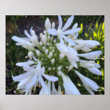 Fleurs blanches d'Agapanthus