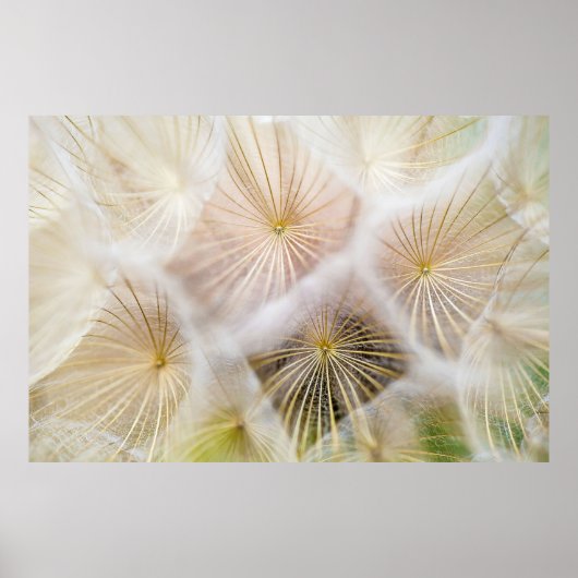 Poster Fleurs blanches de pissenlit (Devant)