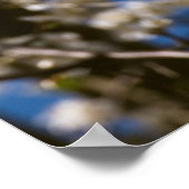 Poster Fleurs blanches devant un ciel blanc (Coin)