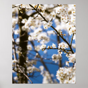 Poster Fleurs blanches devant un ciel blanc