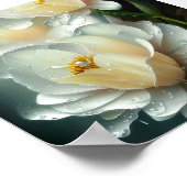 Poster Fleurs blanches et gouttes d'eau (Coin)
