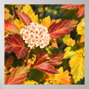 Poster Fleurs blanches parmi les feuilles d'automne cramo