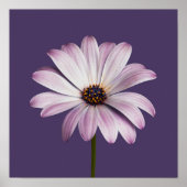 Poster Fleurs | Blancs et marguerites (Devant)