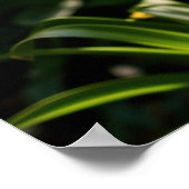 Poster Fleurs bleu Agapanthus (Coin)