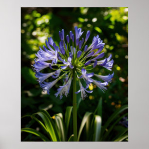 Poster Fleurs bleu Agapanthus