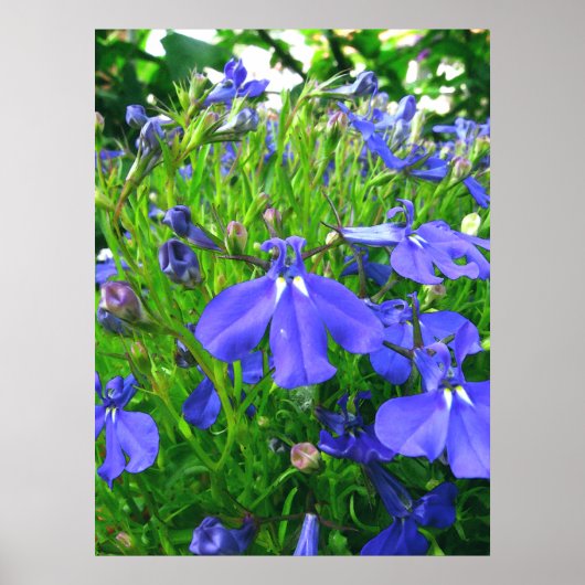 Poster fleurs bleues (Devant)