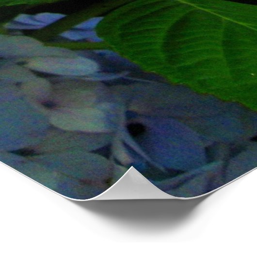 Poster Fleurs bleues (Coin)