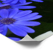 Poster Fleurs bleues à la marguerite Nature Photographie (Coin)