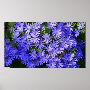 Poster Fleurs bleues à la marguerite Nature Photographie