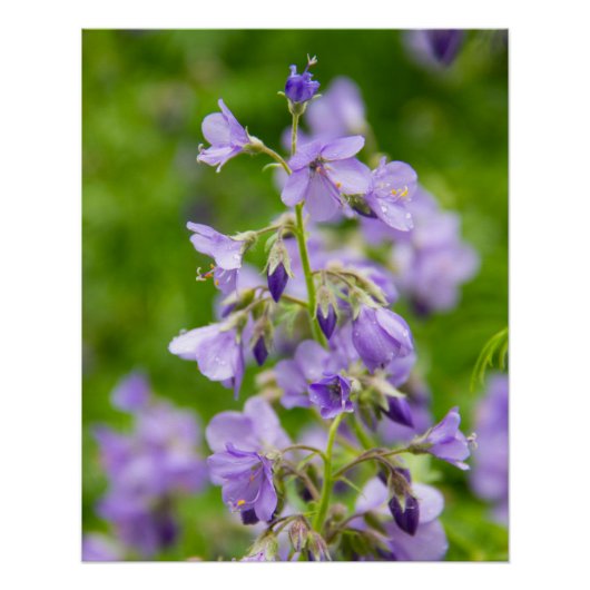 Poster Fleurs bleues délicates sur un champ vert au print (Devant)
