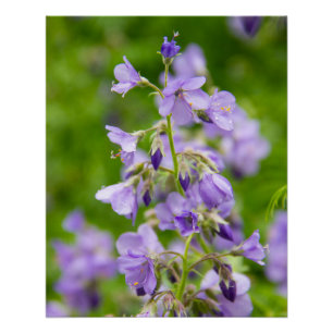 Poster Fleurs bleues délicates sur un champ vert dans un