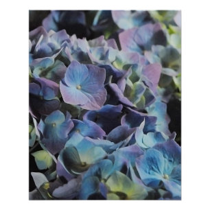 Poster Fleurs bleues et pourpres d'hortensia