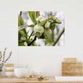 Poster Fleurs bleuets (Cuisine)