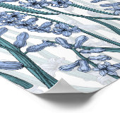 Poster Fleurs Blue Hyacinth sur blanc (Coin)