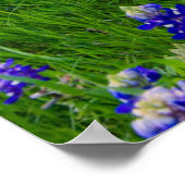 Poster Fleurs | Bluebonnets à Sunset Texas (Coin)