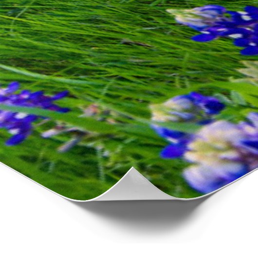 Poster Fleurs | Bluebonnets à Sunset Texas (Coin)