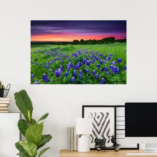 Poster Fleurs | Bluebonnets à Sunset Texas (Bureau à domicile)
