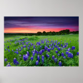Poster Fleurs | Bluebonnets à Sunset Texas (Devant)