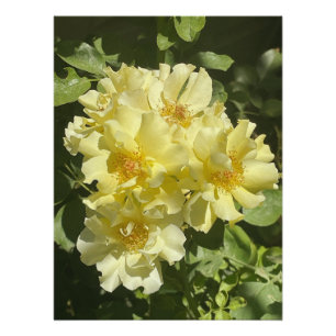 Poster Fleurs botaniques jaunes