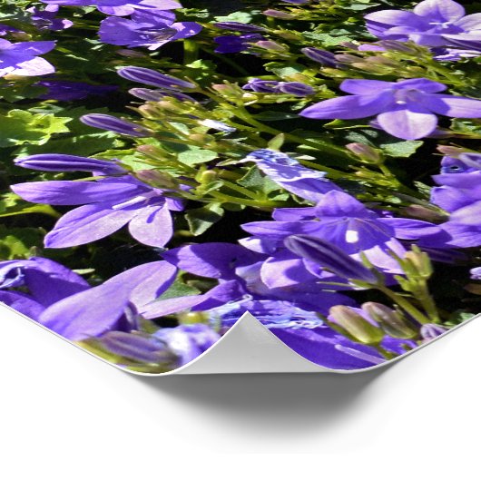 Poster Fleurs Campanula (Coin)