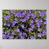 Poster Fleurs Campanula (Devant)