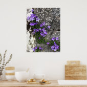 Poster Fleurs Campanula grandissant sur un mur (Cuisine)