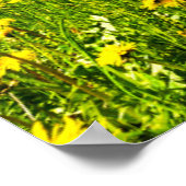 Poster Fleurs | Canton des Grisons de Dandelion, Suisse (Coin)