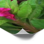 Poster Fleurs Celosia de Cockscomb rose (Coin)