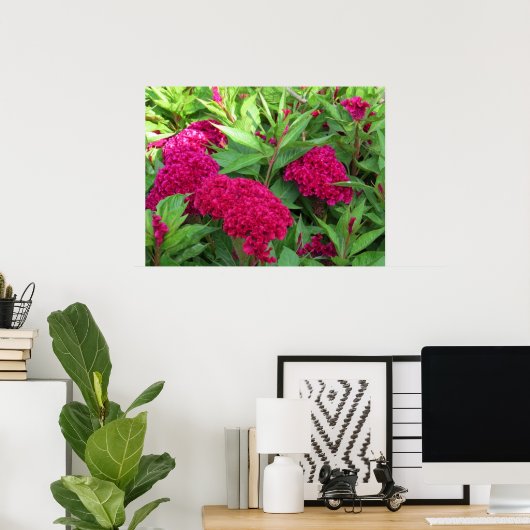 Poster Fleurs Celosia de Cockscomb rose (Bureau à domicile)