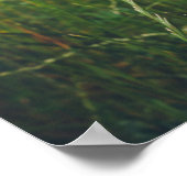 Poster Fleurs chamomiles sur la prairie estivale verte (Coin)