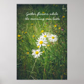 Poster Fleurs chamomiles sur la prairie estivale verte (Devant)