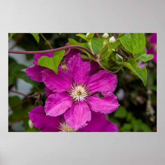 Poster Fleurs chez Robinette's Apple Haus & Gift Barn (Devant)