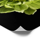 Poster Fleurs | Chrysanthème vert (Coin)