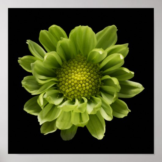 Poster Fleurs | Chrysanthème vert (Devant)