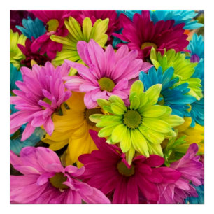 POSTER FLEURS CLAIRES ET COLORÉES