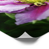 Poster Fleurs Clematis (Coin)