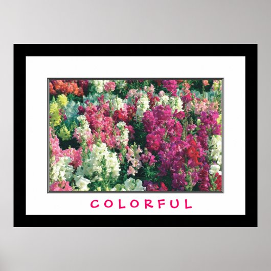 Poster Fleurs colorées (Devant)