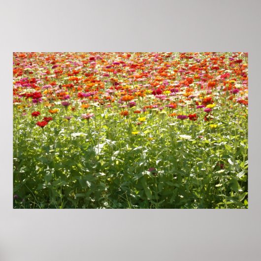 Poster Fleurs Colorées de Printemps (Devant)