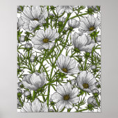 Poster Fleurs cosmos blanches (Devant)