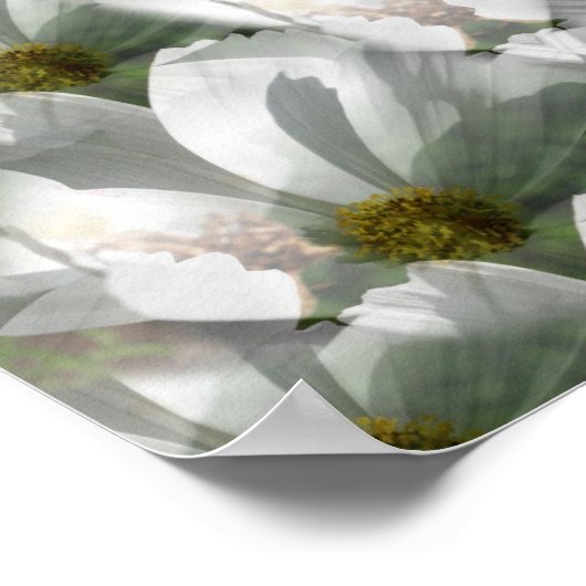 Poster Fleurs Cosmos Blanches Art Abstrait (Coin)