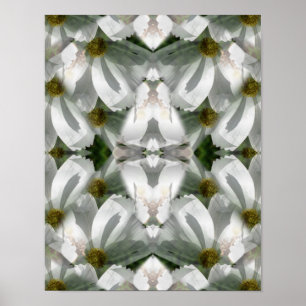 Poster Fleurs Cosmos Blanches Art Abstrait
