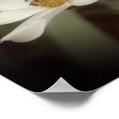 Poster Fleurs Cosmos Et Abeilles (Coin)