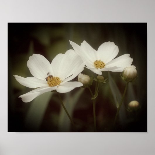 Poster Fleurs Cosmos Et Abeilles (Devant)