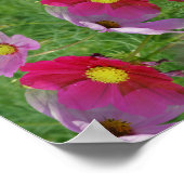 Poster Fleurs Cosmos Nature Abstraite (Coin)