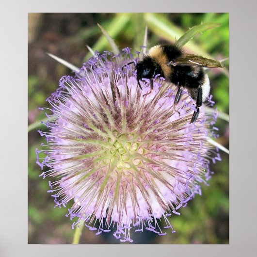 POSTER FLEURS D'ABEE ET DE TEASEL (Devant)