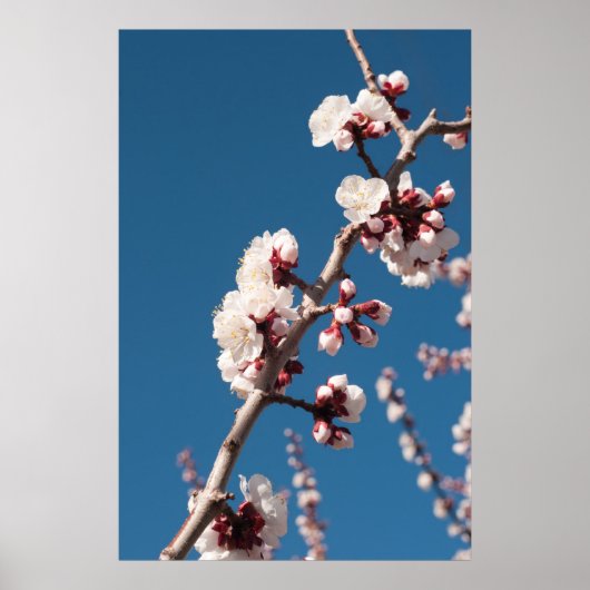 Poster Fleurs d'abricot (Devant)