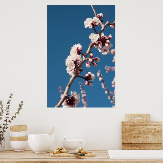 Poster Fleurs d'abricot (Cuisine)